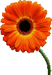 flower.gif